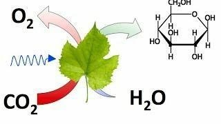 Carbon dioxide formation ​-example-1