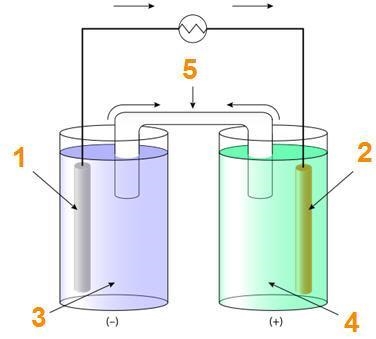 Which part of the cell is the cathode? 1 2 3 5-example-1