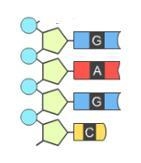 Which nitrogen bases are needed to complete the DNA strand pictured below? Give your-example-1