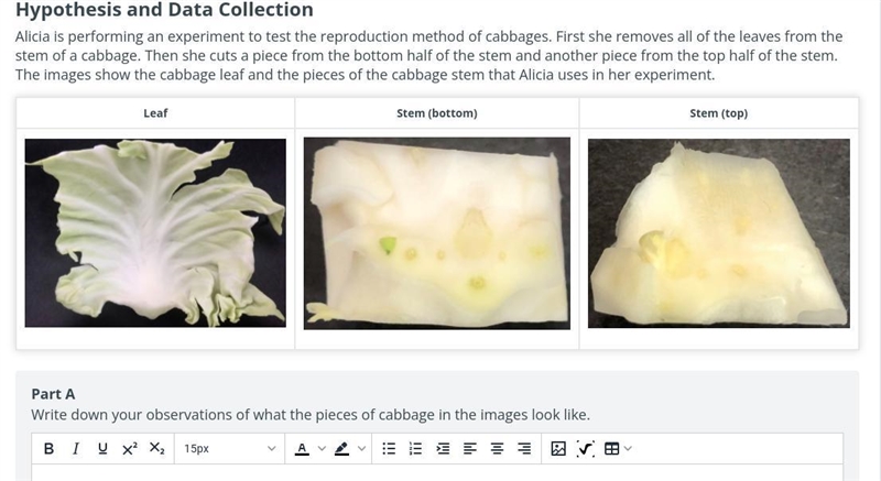 Write down your observations of what the pieces of cabbage in the images look like-example-1