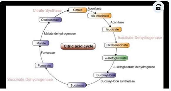 Diagram of Krebs cycle. ​-example-1