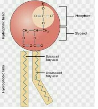 What type of diagram is this? is it a proteins or lipid diagram?-example-1