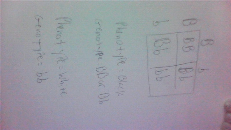 14. B = Black fur, b = white fur, Show a punnett square for this cross: Bb x Bb, Give-example-1