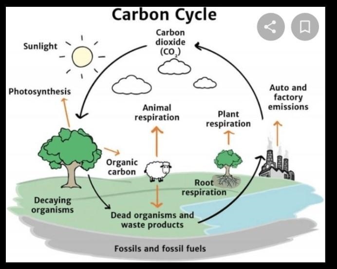 What is carbon cycle​-example-1