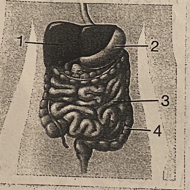 Can anyone help me out and try identifying the organs numbers?-example-1