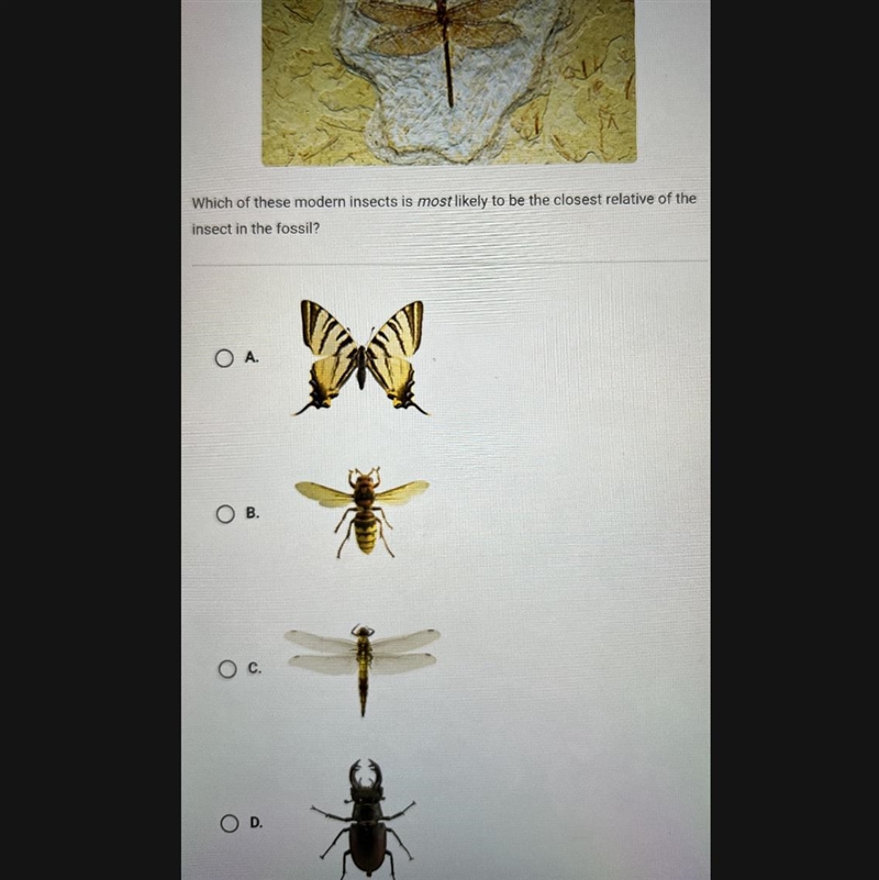 This fossil is evidence that insects lived on earth long ago which of these modern-example-1