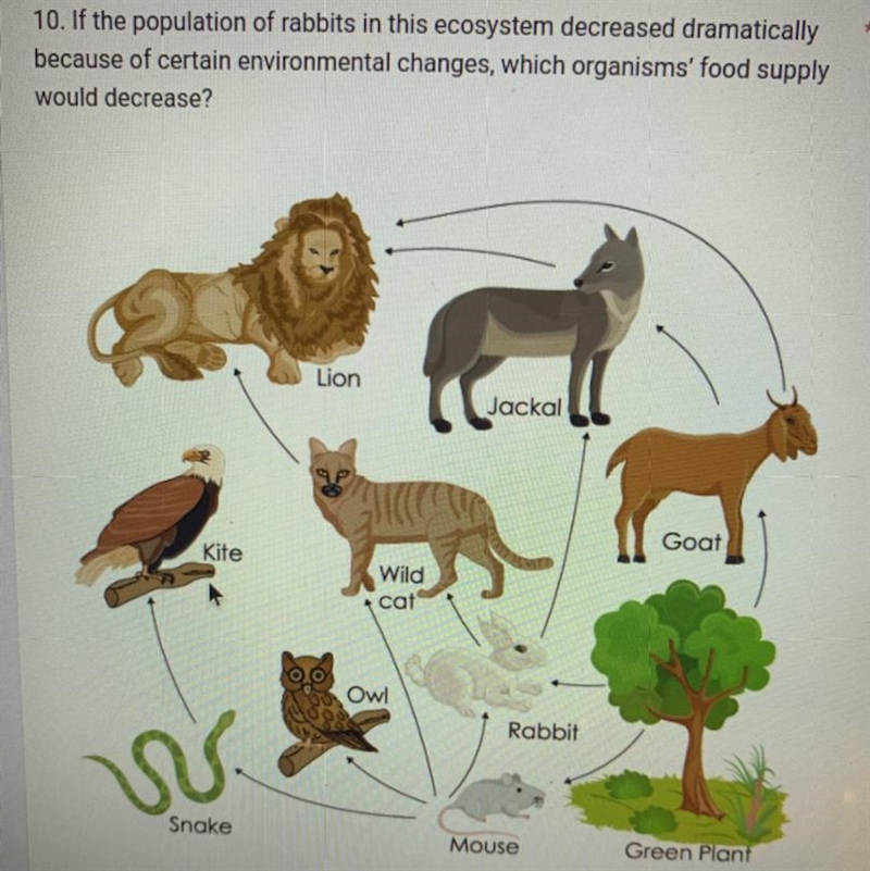 O Owl and Snake O Jackal and Wildcat O Green plant and Mouse O Goat and Wildcat. (the-example-1