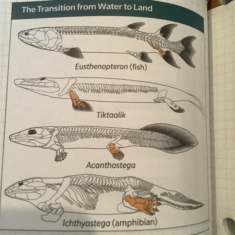 Use the diagram to answer Question 3. 3. How are the bones in the fin structure of-example-1