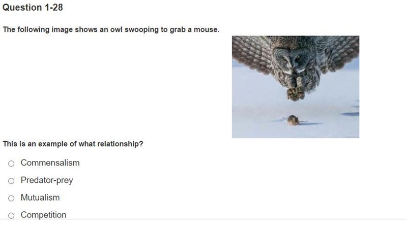 The following image shows an owl swooping to grab a mouse.-example-1