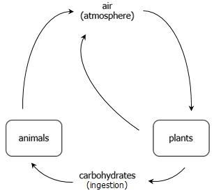 The model shows how carbon dioxide can be cycled through plants and animals. What-example-1