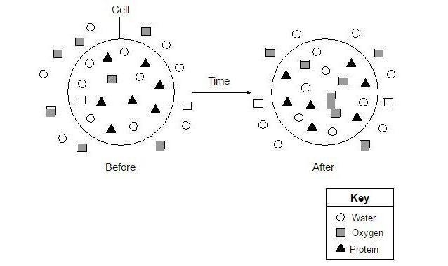 The diagram shows molecules entering and leaving a cell over a period of time. What-example-1