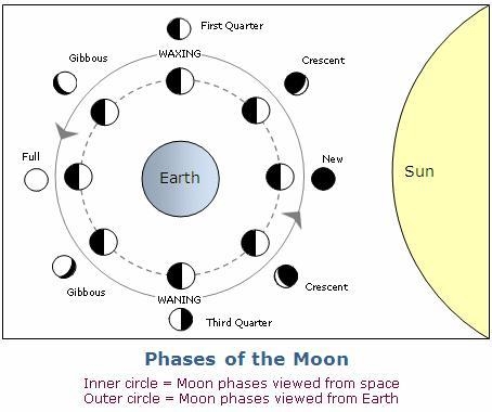 The diagram shows the positions of the Sun, Earth, and Moon during each moon phase-example-1