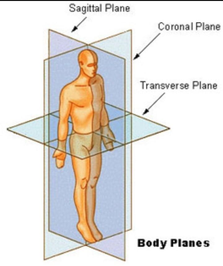 Which is the difference between proximal and distal positions?​-example-1