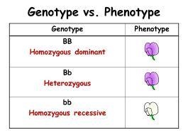 Genes have different forms, called(1 point) genotypes. alleles. traits. phenotypes-example-1