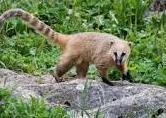 Coatis are raccoon-like mammals native to South and Central America. Many people find-example-1