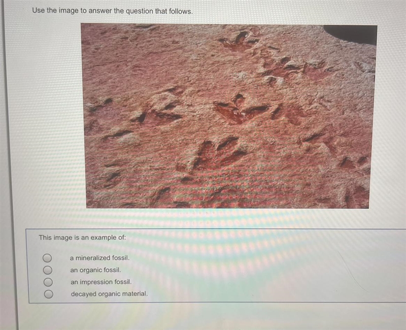 The image is an example of: A. a mineralized fossil. B. an organic fossil. C. an impression-example-1