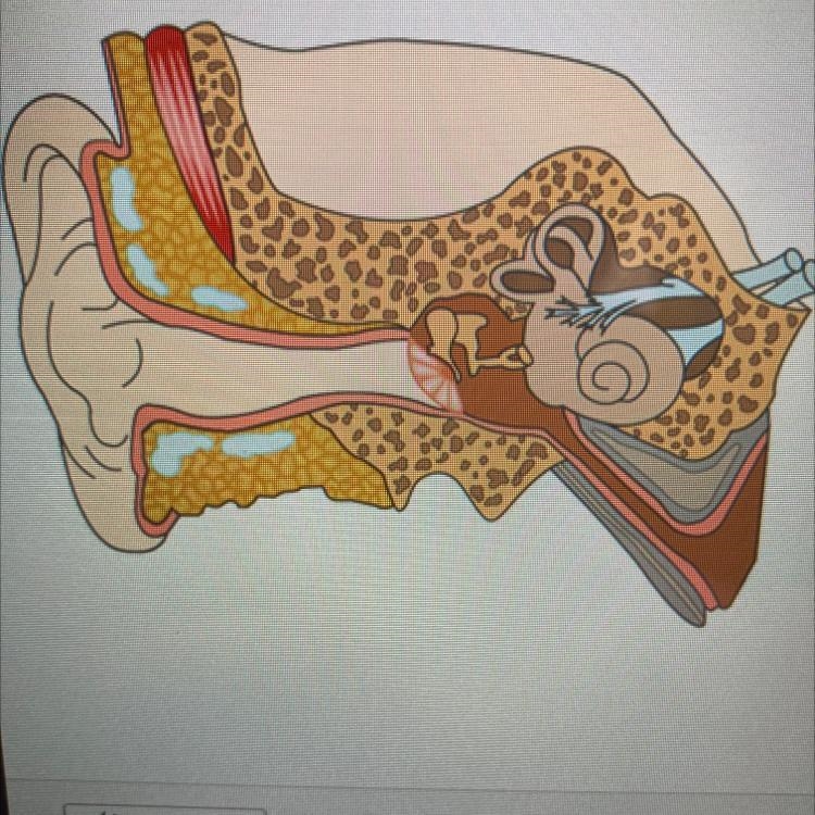 Use the image to identify how vibrations travel through the different ear structures-example-1