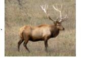 Male elk have antlers they use to increase their chances of reproduction. Bulls (males-example-1