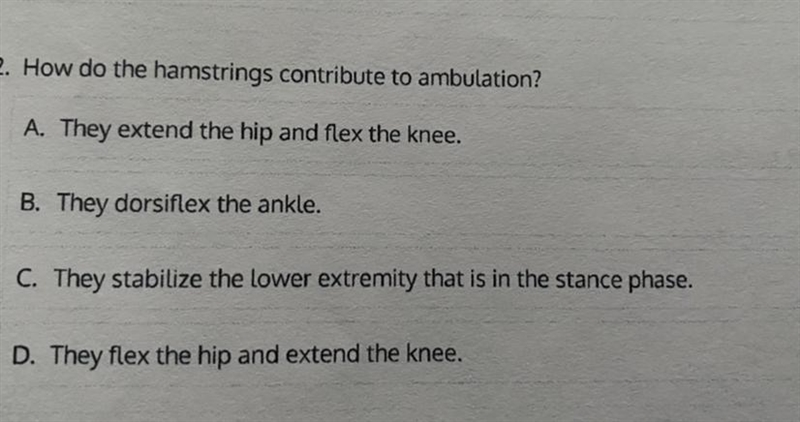 How do the hamstrings contribute to ambulation?-example-1