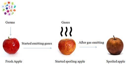 Spoiled food or food that contains pathogens can always be detected by its appearance-example-1