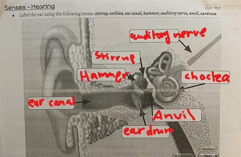 Label the ear using the following terms:stirrup, cochlea, ear canal, hammer, auditory-example-1