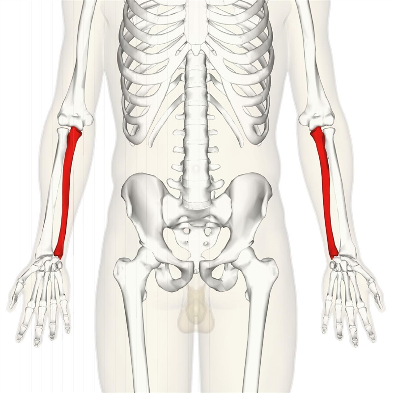 Help me RIGHT Now What scientific name for pinky side bone upper body-example-1