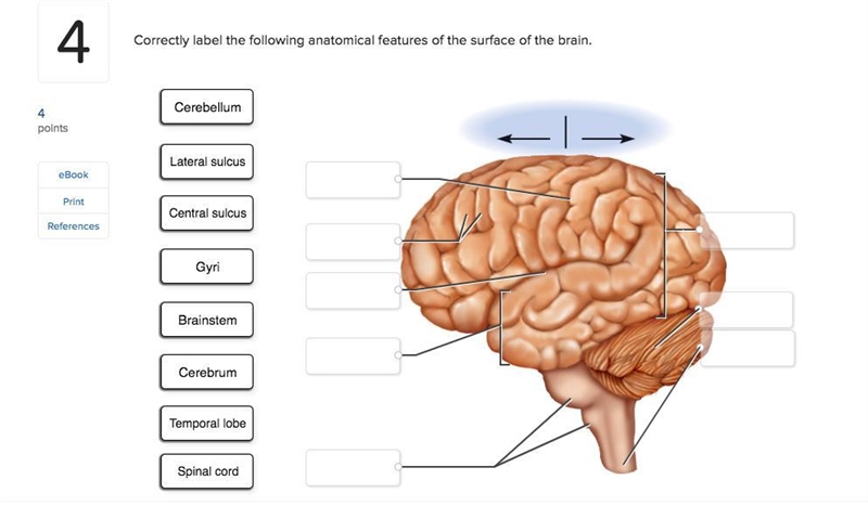 Correctly label the following anatomical features of the surface of the brain.-example-1