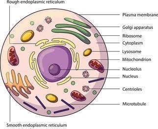 Which of the following characteristics can be used to classify an organism into a-example-1