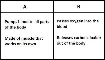 Emma described the functions of two human body organs in a table and labeled them-example-1