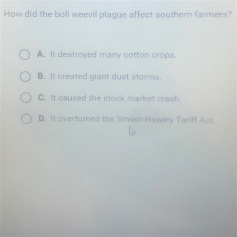 How did the boll weevil plague affect southern farmers? A. It destroyed many cotton-example-1