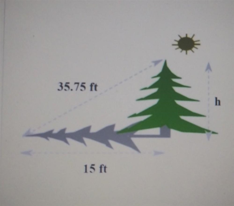 The tree is ____ ft tall. (Round to the nearest tenth) Pythagorean Theorem-example-1