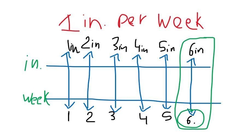 A certain plant grows 1inches every week. How long will it take the plant to grow-example-1