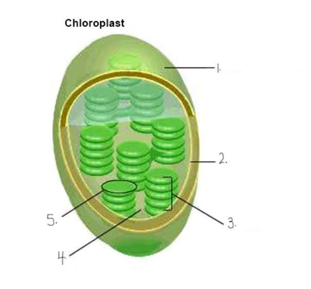 Label the picture of Chloroplast. Mention the number as you write the answer. pls-example-1