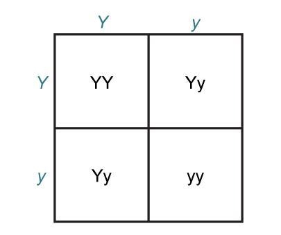 The Punnett square shows the possible genotype combinations of two parents who are-example-1