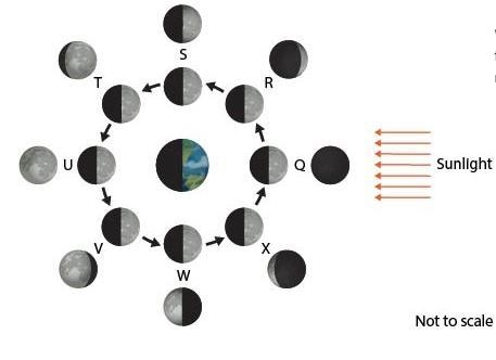 He picture below shows the different phases of the Moon as it orbits around Earth-example-1