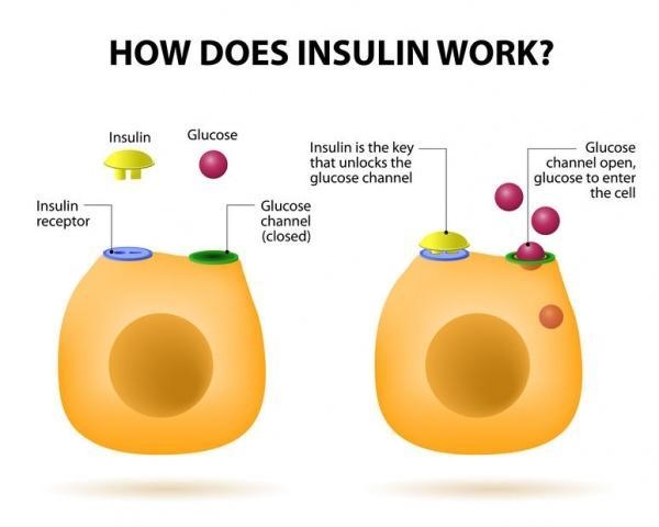 Diagram of how insulin can help treat diabetes-example-1