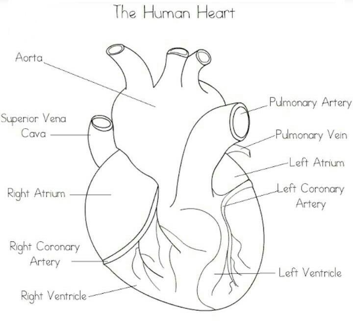 Image of a human heart pls guys ​-example-1