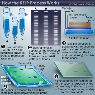 How is dna profiles are built-example-1