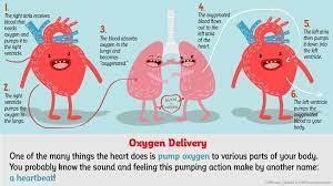 What is the brains job and heart job-example-1