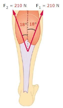 Two muscles in the back of the leg pull upward on the Achilles tendon, as shown in-example-1