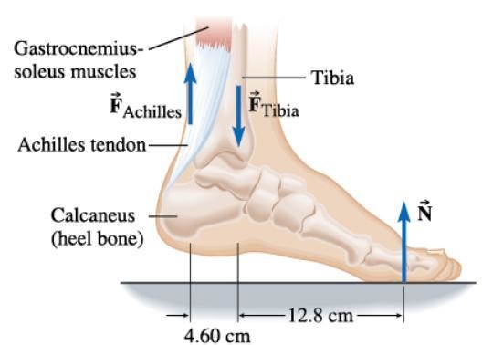 A person who weighs 764 N supports himself on the ball of one foot. The normal force-example-1