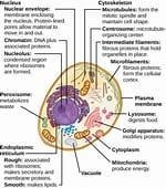 Are atoms the smallest living organisms-example-1