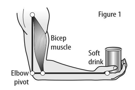 Predict what will happen when the bicep muscle exerts force on the lower arm bone-example-1