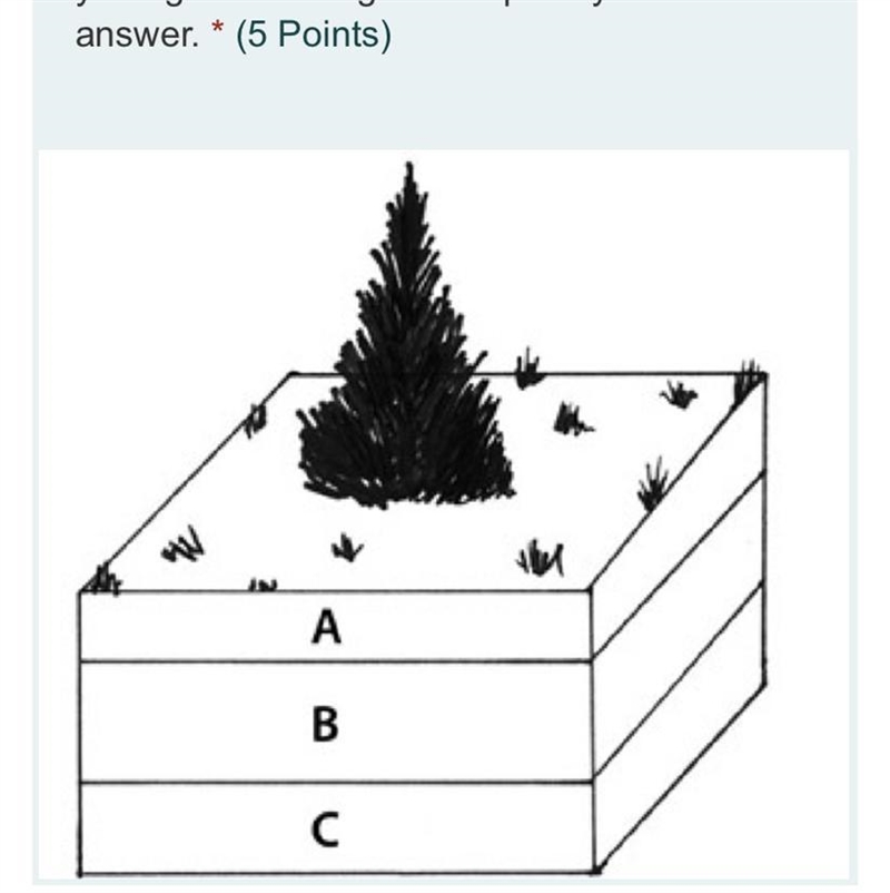 A scientist stated that rock layer C is the oldest and rock layer A is the youngest-example-1