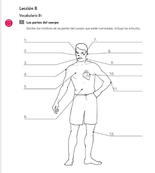 Escribe los nombres de las partes del cuerpo que están numeradas. Incluye los art-example-1