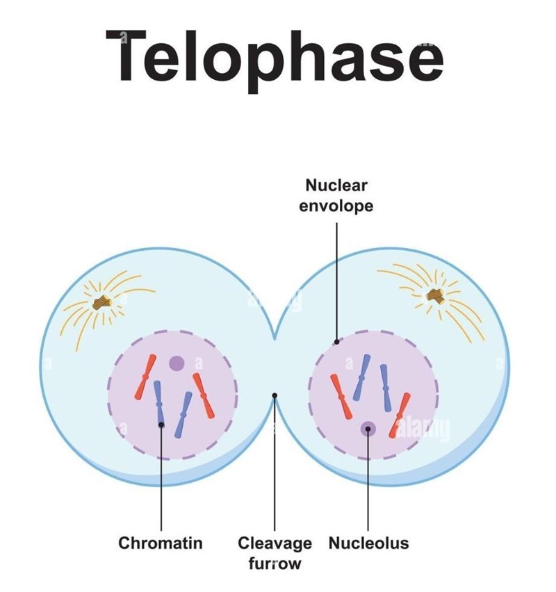 ¿Qué es la Telofase? Con tus Propias Palabras ​-example-1